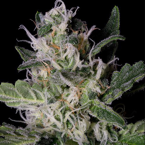 Dope Breeders - BIG HEAD SEEDS Platinum Cookies Image