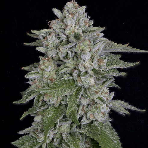 Dope Breeders - BIG HEAD SEEDS Skywalka Cookies Image