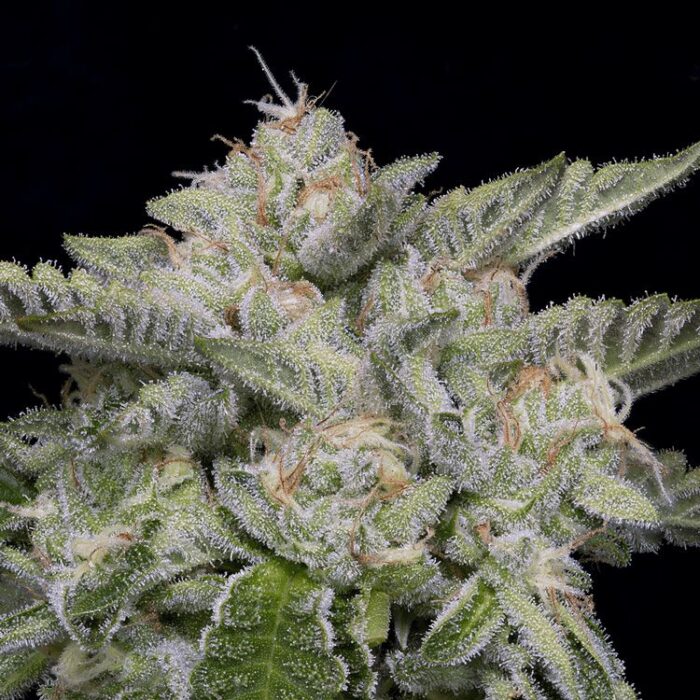 Dope Breeders - BIG HEAD SEEDS Skywalka Ghost Kush Image