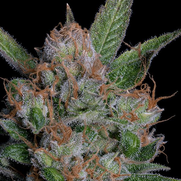 Dope Breeders - BIG HEAD SEEDS Sour Diesel Image