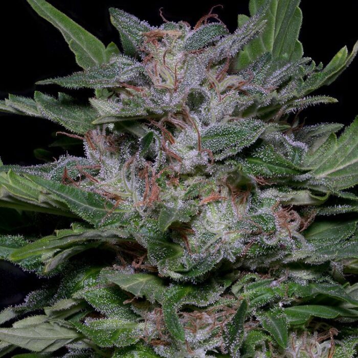 Dope Breeders - BIG HEAD SEEDS Strawberry Banana Image