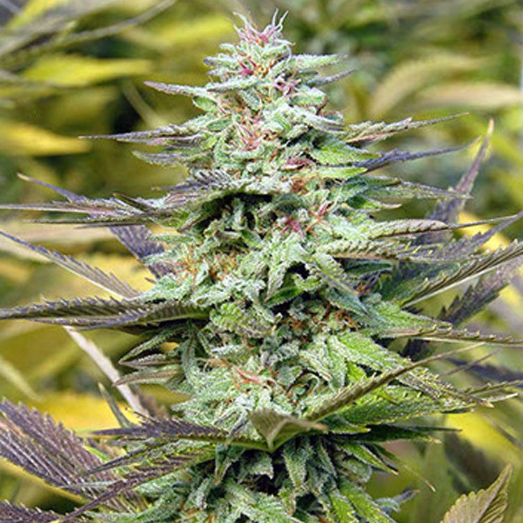 Dope Breeders - BIG HEAD SEEDS THC Pro Image