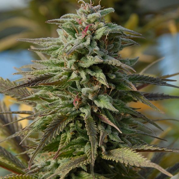 Dope Breeders - BIG HEAD SEEDS Trippy Gorilla Auto Image