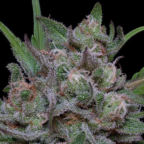 Dope Breeders - BIG HEAD SEEDS Trippy Sherbert Punch Auto Image