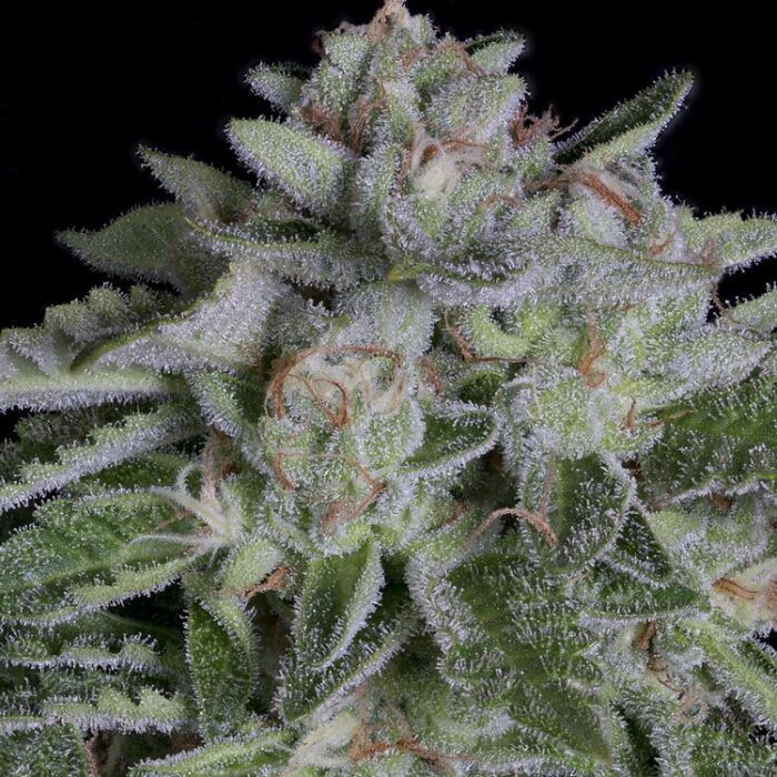 Dope Breeders - BIG HEAD SEEDS Watermelon Zkittelz Image