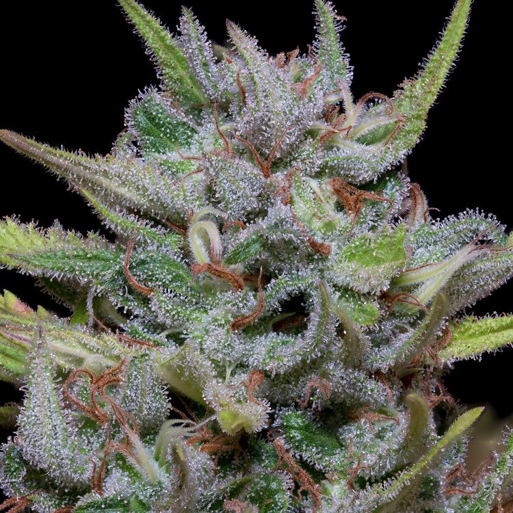 Dope Breeders - BIG HEAD SEEDS White Fire OG Kush Image