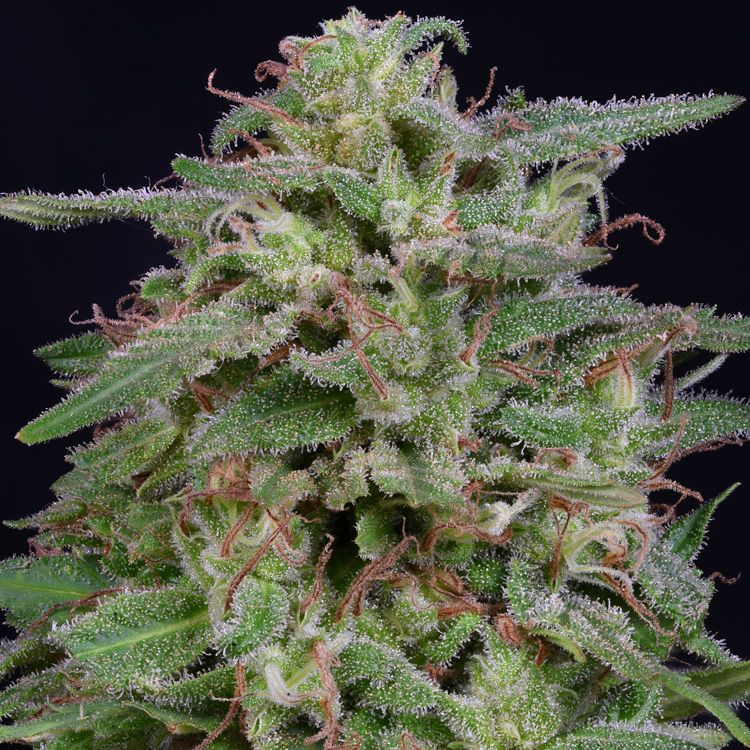 Dope Breeders - BIG HEAD SEEDS White Widow Image