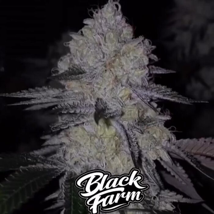 Dope Breeders - BLACK FARM GENETIX Acai Cake S1 Image