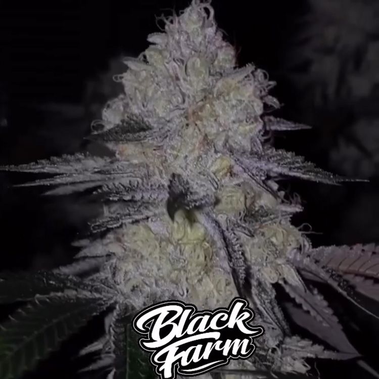 Dope Breeders - BLACK FARM GENETIX Acai Cake S1 Image