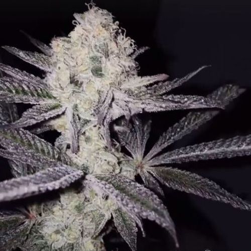 Dope Breeders - BLACK FARM GENETIX Sinaloa Image