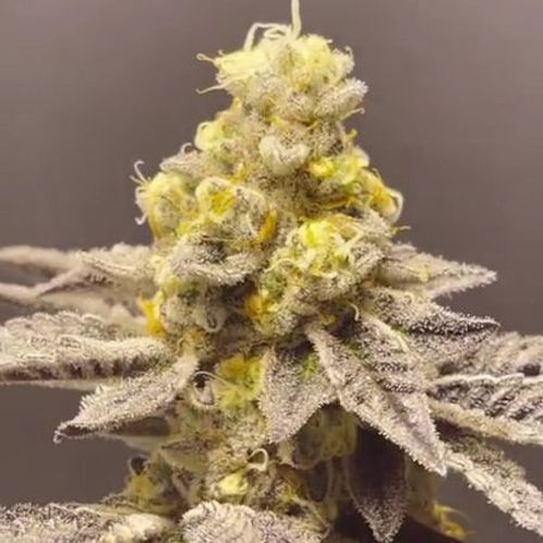 Dope Breeders - BLACK FARM GENETIX Venice Kush Cake Image