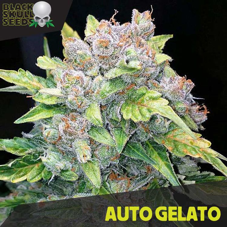 Dope Breeders - BLACK SKULL SEEDS Auto Gelato Image