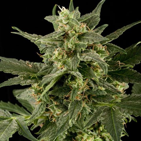 Dope Breeders - BLACK SKULL SEEDS Auto Pineapple Gum Image