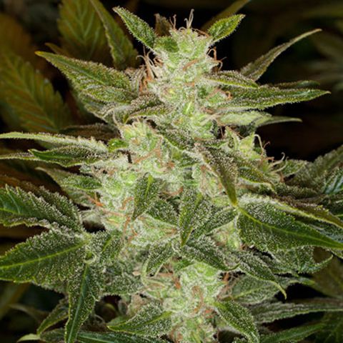 Dope Breeders - BLACK SKULL SEEDS Auto Speed Haze Image