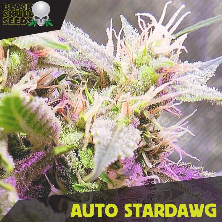 Dope Breeders - BLACK SKULL SEEDS Auto Stardawg Image