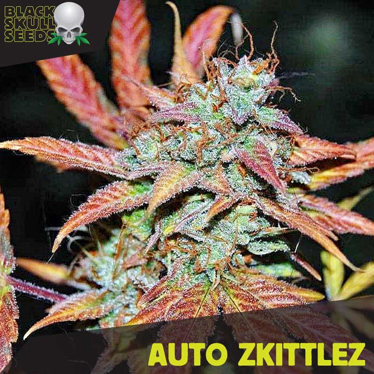 Dope Breeders - BLACK SKULL SEEDS Auto Zkittlez Image