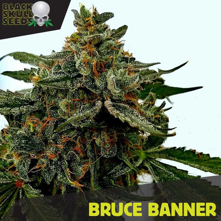 Dope Breeders - BLACK SKULL SEEDS Bruce Banner Image