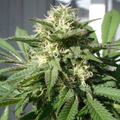 Dope Breeders - BLACK SKULL SEEDS Bubble Bud Image