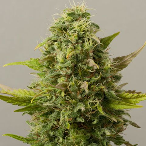 Dope Breeders - BLACK SKULL SEEDS Critical Ryder Image