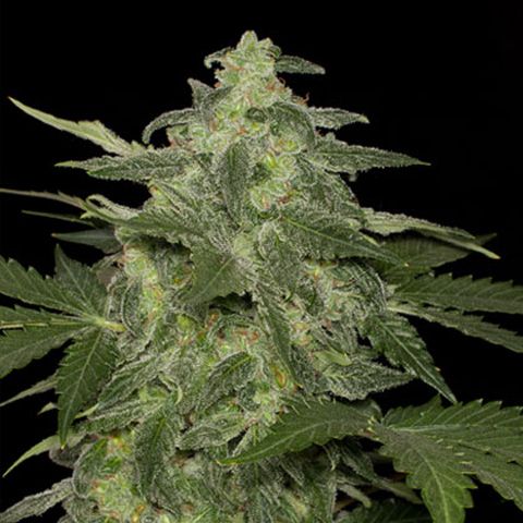 Dope Breeders - BLACK SKULL SEEDS Diesel Matic Image