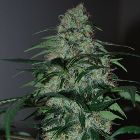 Dope Breeders - BLACK SKULL SEEDS Five O Image