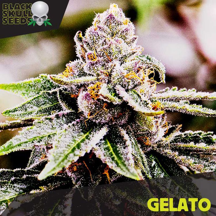 Dope Breeders - BLACK SKULL SEEDS Gelato Image