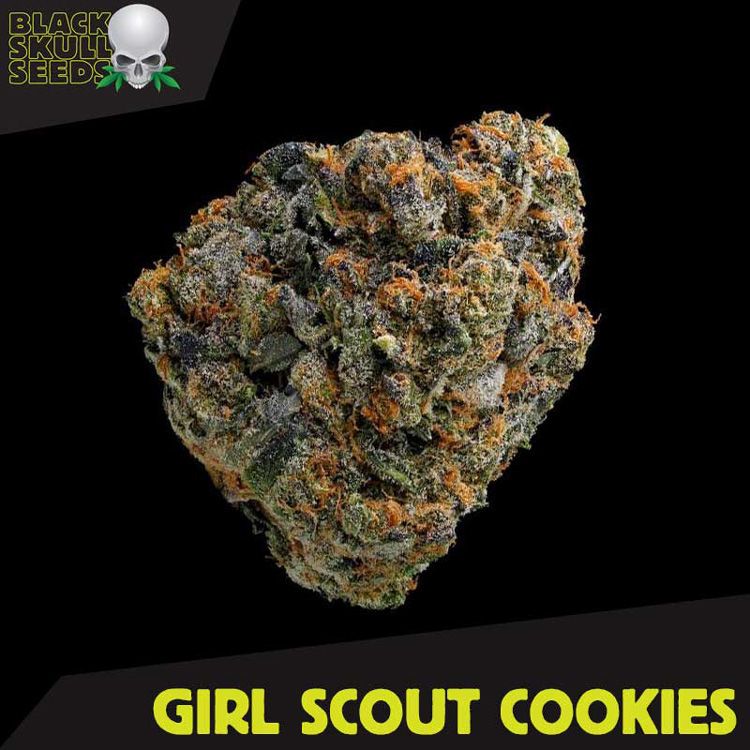 Dope Breeders - BLACK SKULL SEEDS Girl Scout Cookies Image