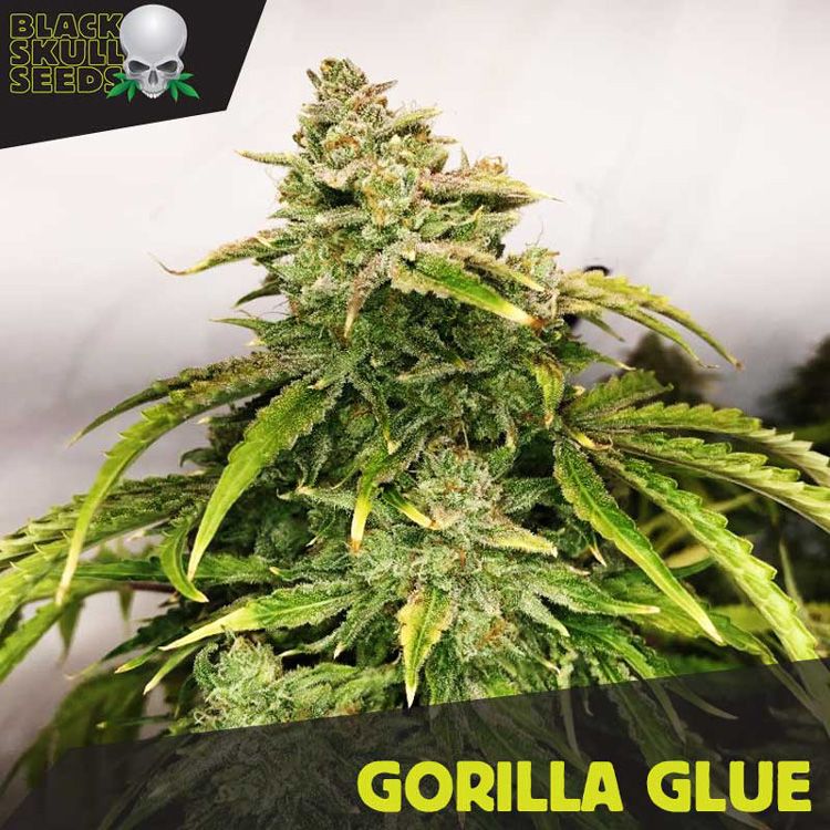 Dope Breeders - BLACK SKULL SEEDS Gorilla Glue Image