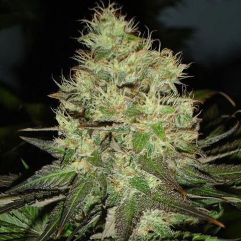 Dope Breeders - BLACK SKULL SEEDS Jack Herer Image