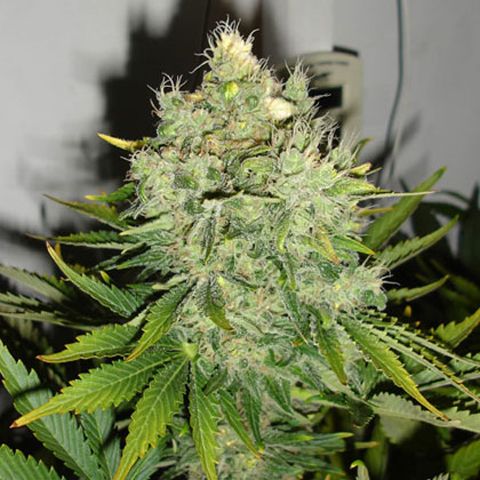 Dope Breeders - BLACK SKULL SEEDS Pepperjack Haze Image