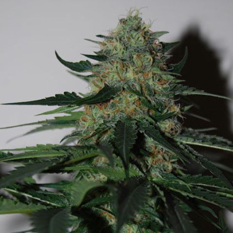 Dope Breeders - BLACK SKULL SEEDS Pineapple Gum Image