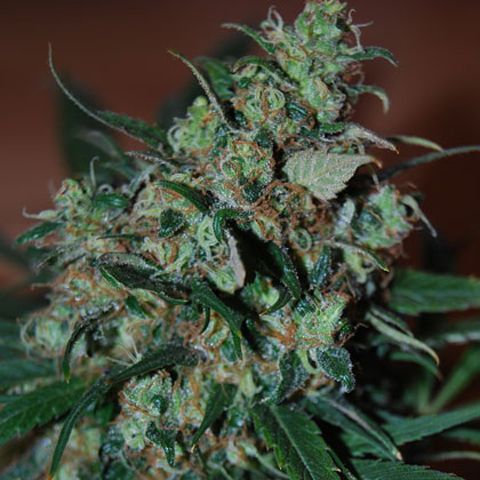 Dope Breeders - BLACK SKULL SEEDS Power Bud Image