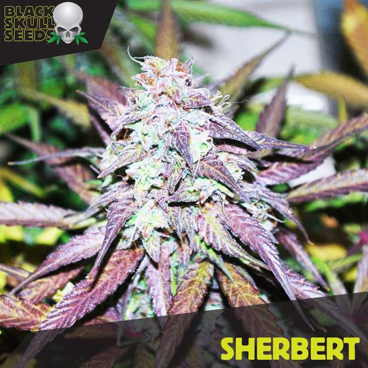 Dope Breeders - BLACK SKULL SEEDS Sherbet Image