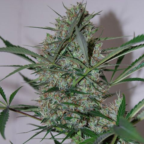 Dope Breeders - BLACK SKULL SEEDS Speed Haze Image