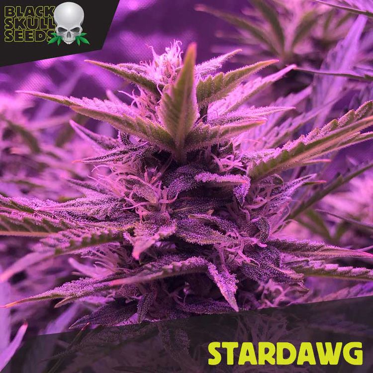 Dope Breeders - BLACK SKULL SEEDS Stardawg Image