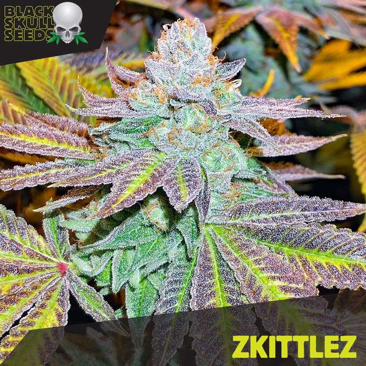 Dope Breeders - BLACK SKULL SEEDS Zkittlez Image