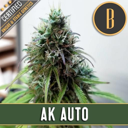 Dope Breeders - BLIM BURN SEEDS AK Auto Image