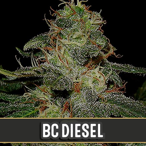 Dope Breeders - BLIM BURN SEEDS BC Diesel Image