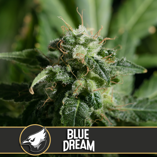 Dope Breeders - BLIM BURN SEEDS Blue Dream Image