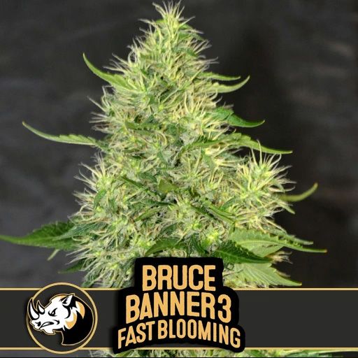 Dope Breeders - BLIM BURN SEEDS Bruce Banner #3 Fast Image