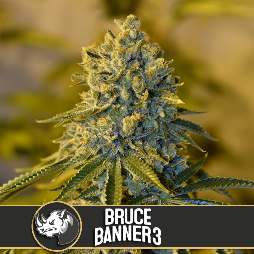 Dope Breeders - BLIM BURN SEEDS Bruce Banner #3 Image