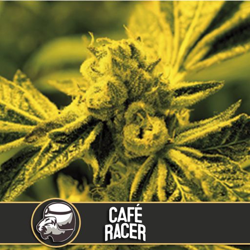 Dope Breeders - BLIM BURN SEEDS Café Racer Image