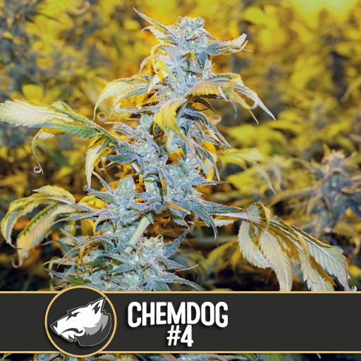 Dope Breeders - BLIM BURN SEEDS Chemdawg #4 Image