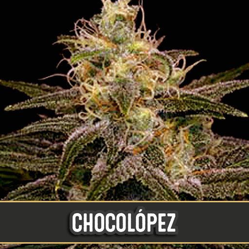 Dope Breeders - BLIM BURN SEEDS Chocolopez Image