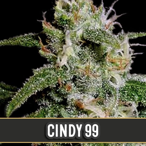 Dope Breeders - BLIM BURN SEEDS Cindy 99 Image