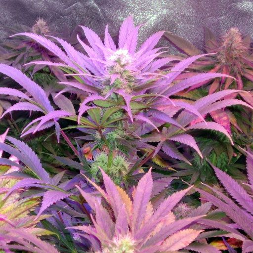 Dope Breeders - BLIM BURN SEEDS Cream Automatic Image