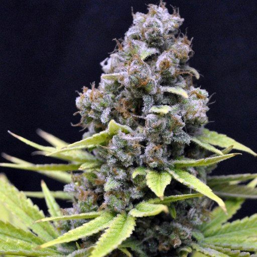 Dope Breeders - BLIM BURN SEEDS Critical Automatic Image