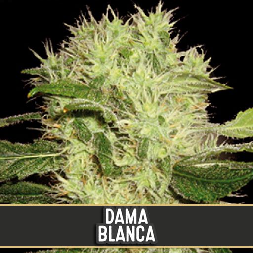 Dope Breeders - BLIM BURN SEEDS Dama Blanca Image