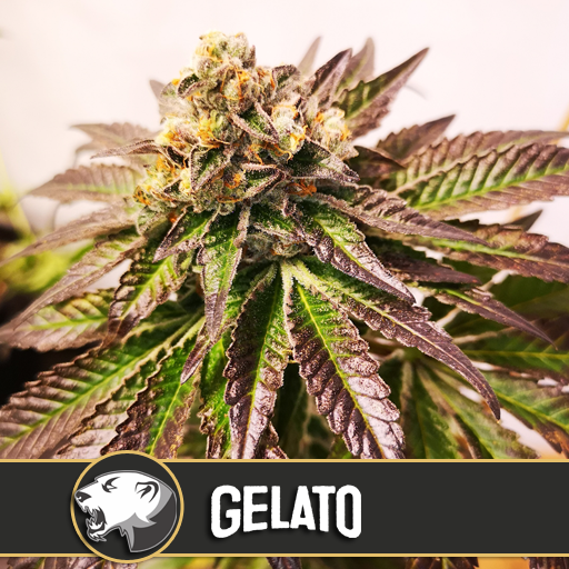 Dope Breeders - BLIM BURN SEEDS Gelato Image