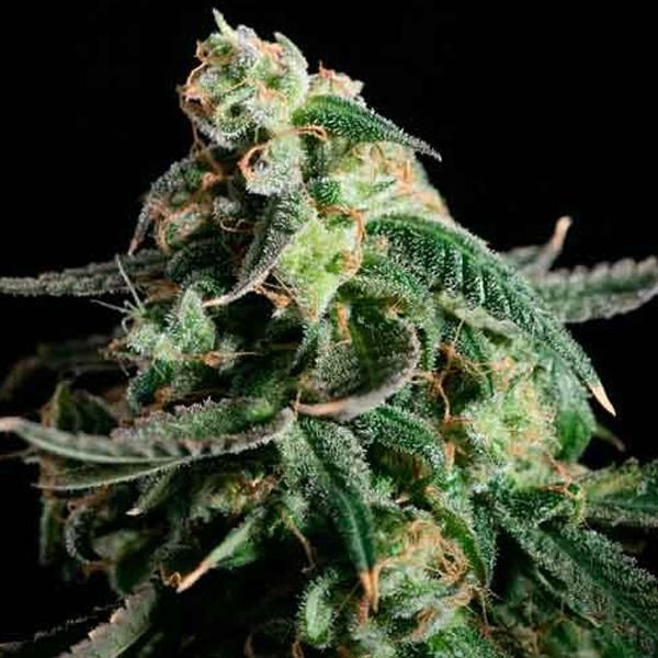 Dope Breeders - BLIM BURN SEEDS Girl Scout Cookies Auto Image